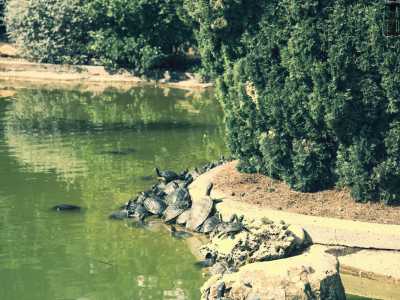 Gli stagni, che fungono anche da serbatoi per l'impianto di irrigazione, sono popolati da numerose tartarughe, unici animali sopravvissuti